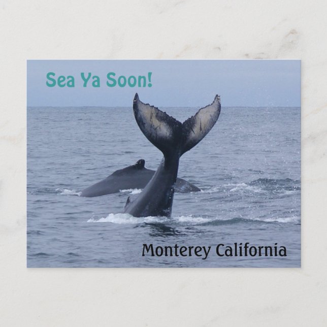 Carte postale Monterey California Whale Tail (Devant)