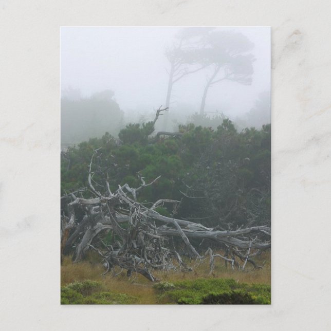 Carte Postale Monterey Fog (Devant)