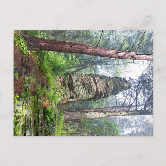 Carte Postale Monticule castrée dans la forêt de l'État (Devant)