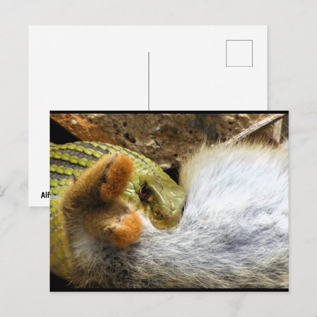 Carte Postale Montpellier Serpent se régalant de lapin (Devant / Derrière)