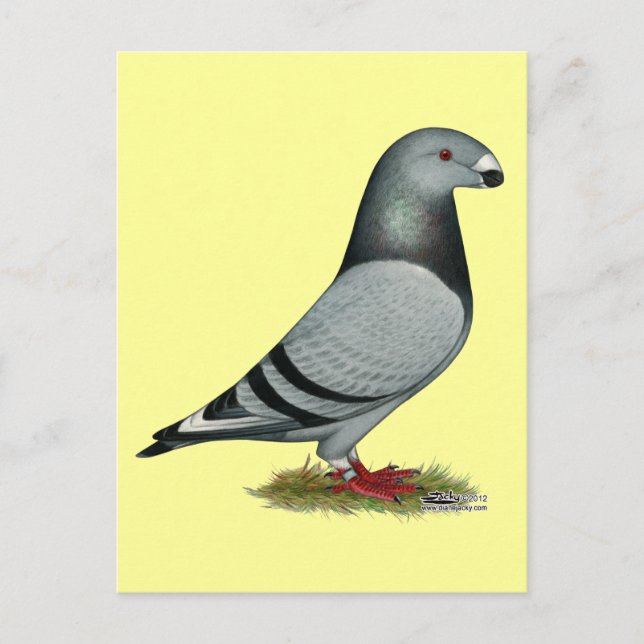 Carte Postale Montre Racer Mismark (Devant)