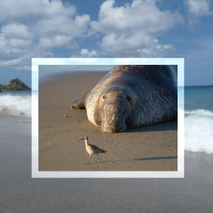 Carte Postale Montres de phoques éléphants du Nord Oiseau Baie d