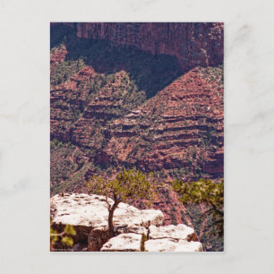 Carte Postale Montres Rafinesques