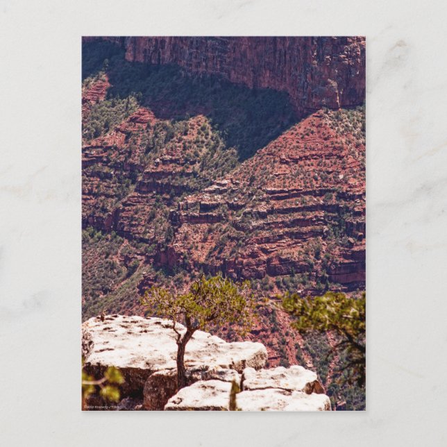 Carte Postale Montres Rafinesques (Devant)