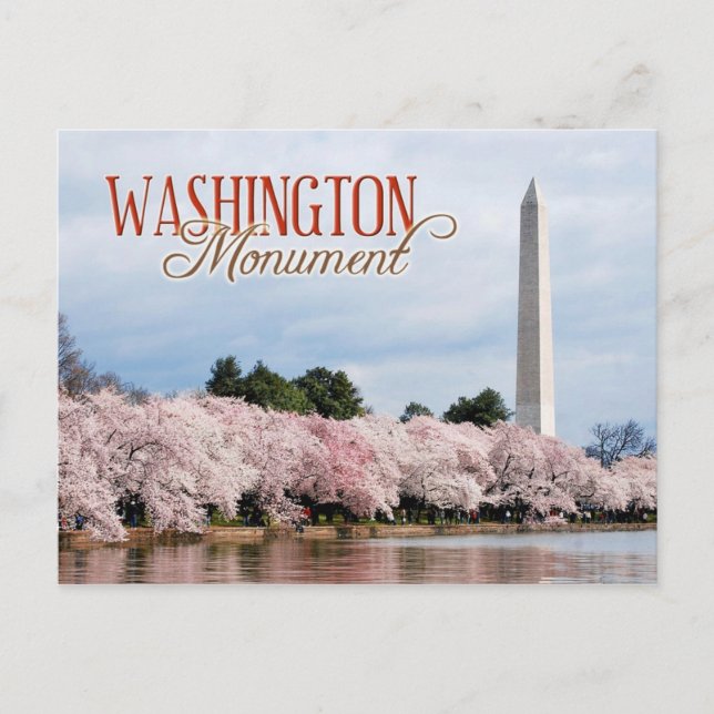 Carte Postale Monument de Washington aux fleurs de cerisiers (Devant)