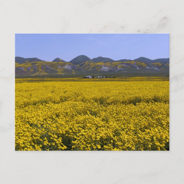 Carte Postale Monument national de Carrizo Plain (Devant)