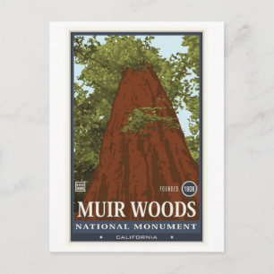 Carte Postale Monument national de Muir Woods 3