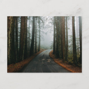 Carte Postale Monument national de Muir Woods, Mill Valley, USA