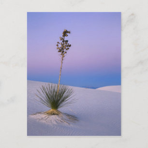 CARTE POSTALE MONUMENT NATIONAL DES SABLES BLANCS, NOUVEAU MEXIQ