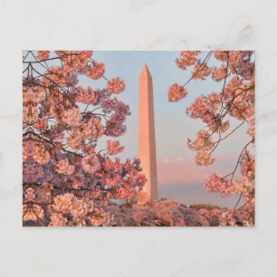 Carte Postale Monument Washington - Cerisiers en Fleurs