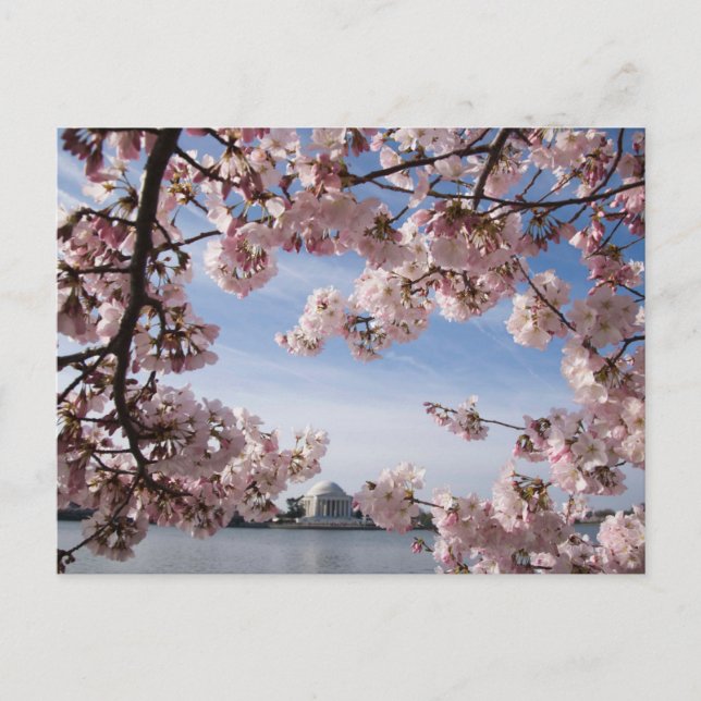 Carte Postale Monuments | Mémorial Jefferson Cerisiers en Fleurs (Devant)