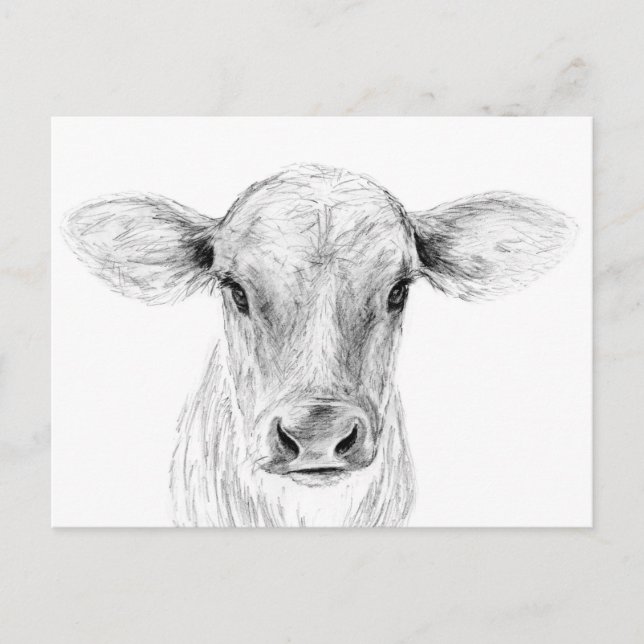 Carte Postale Moo A Young Jersey Cow (Devant)