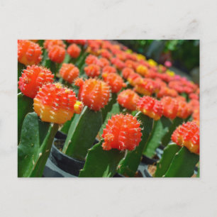 Carte Postale Moon Cactus