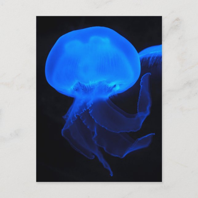 Carte Postale Moon Jellyfish (Devant)