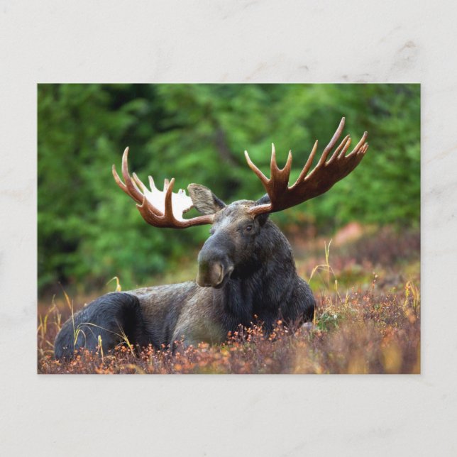 Carte Postale Moooose ! (Devant)