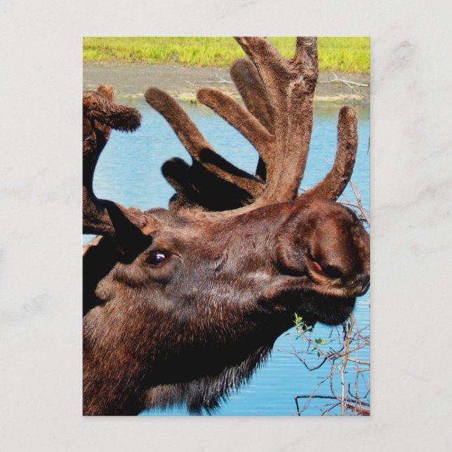 Carte postale Moose (Devant)