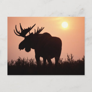Carte Postale moose, Alces alces, bull with large antlers,