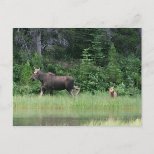 Carte Postale Moose be Breakfast Time