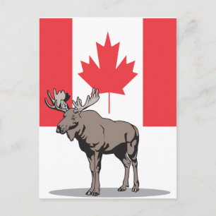 Carte Postale Moose Canada