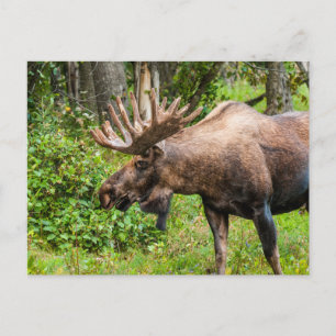 Carte Postale Moose   Kenai Peninsula, Alaska