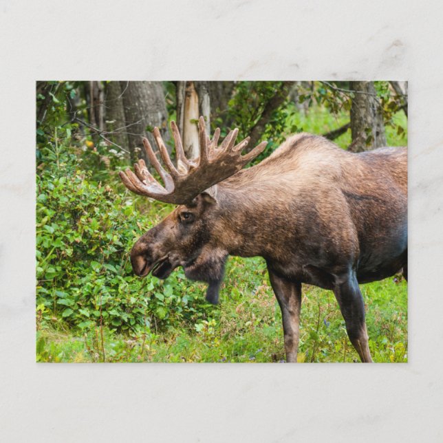 Carte Postale Moose | Kenai Peninsula, Alaska (Devant)
