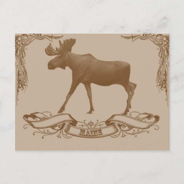 Carte Postale moose maine (Devant)