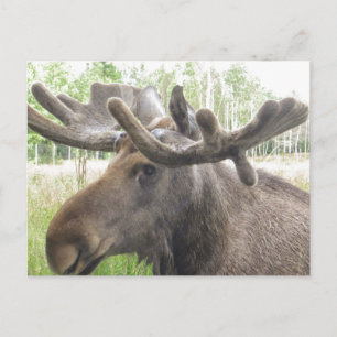 Carte Postale Moose Mischieviève