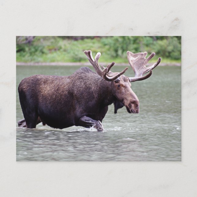 Carte Postale Moose on a Mission (Devant)