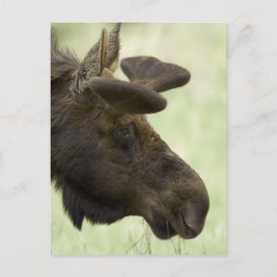 Carte postale Moose Photo