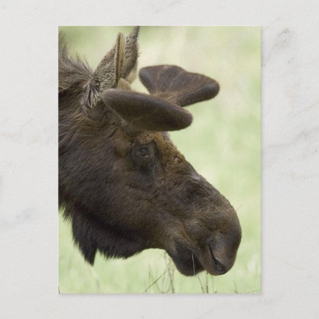 Carte postale Moose Photo (Devant)