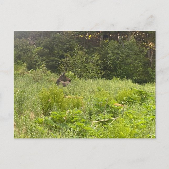 Carte postale Moose Repose (Devant)