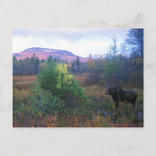 Carte Postale Moose sur l'autoroute Kancamagus