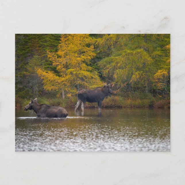 Carte Postale Moose Time Two (Devant)