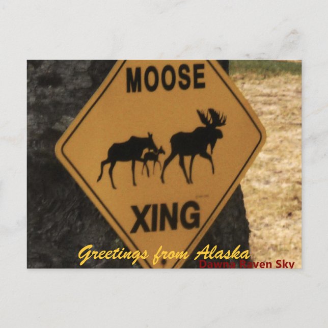Carte Postale moosecrossing, salutations de l'Alaska (Devant)