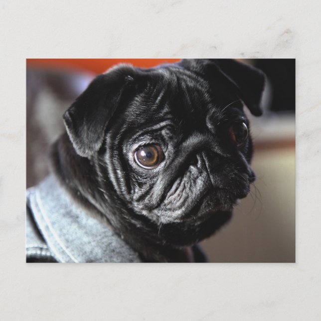 Carte Postale Mops (Devant)