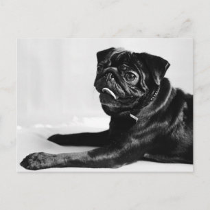 Carte Postale Mops