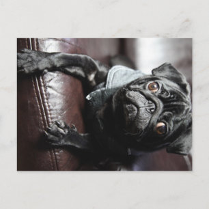 Carte Postale Mops