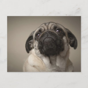 Carte Postale Mops Aura