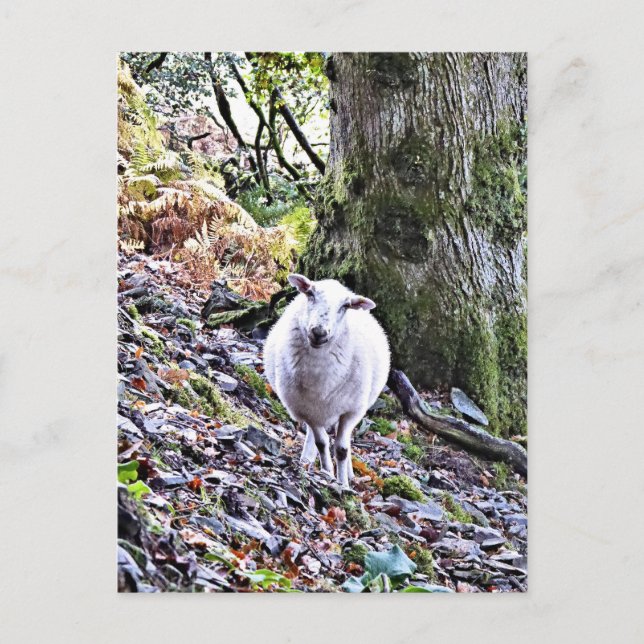 CARTE POSTALE MOQUETTE (Devant)