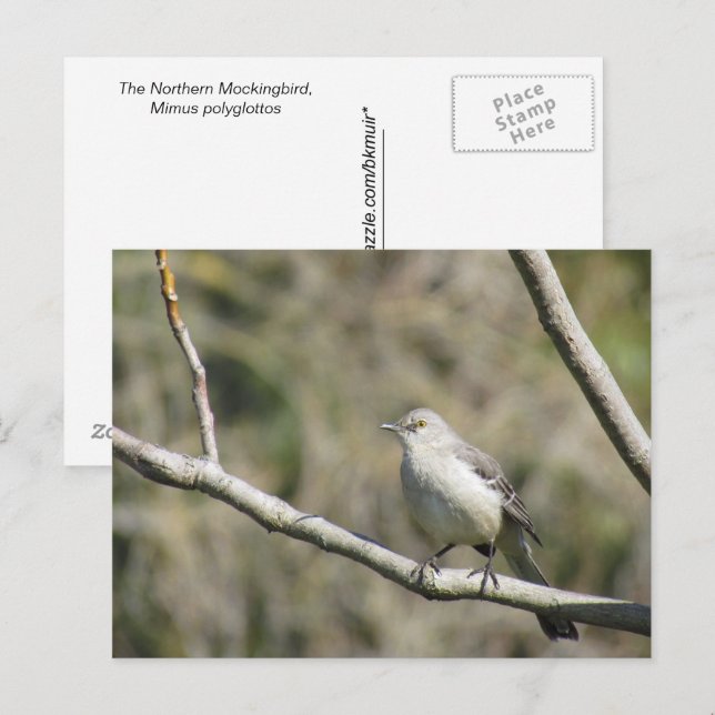 Carte postale - Moqueur (Devant / Derrière)
