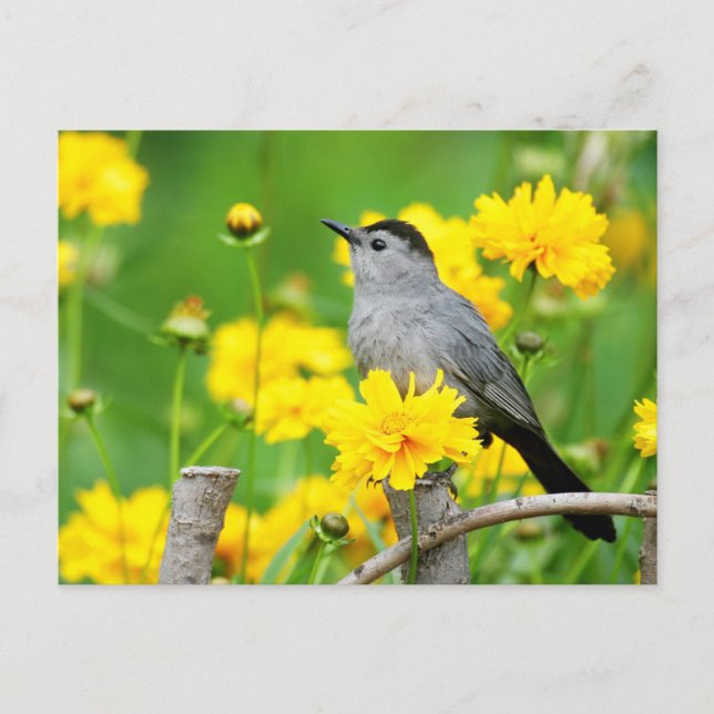 Carte Postale Moqueur chat sur une clôture en bois (Devant)