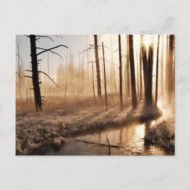 Carte Postale Morceau de Yellowstone gelé (Devant)