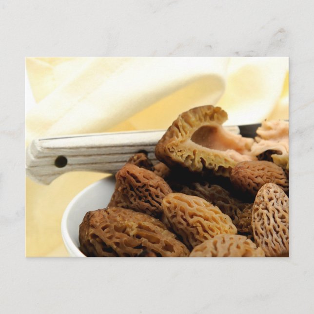 Carte Postale Morel Mushroom (Devant)
