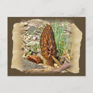 Carte Postale Morel Mushroom
