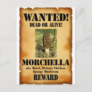Carte Postale Morel - Poster Recherché