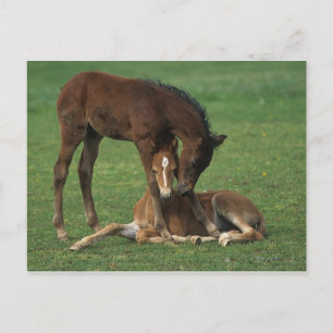 Carte Postale Morgan Foals joue