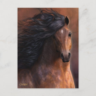 Carte postale Morgan Horse