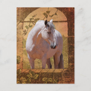 CARTE POSTALE MORISCO DANS LA FENÊTRE