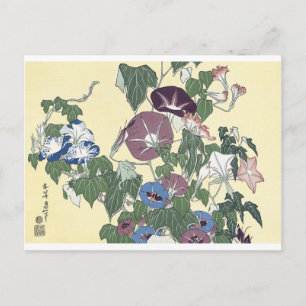 Carte Postale Morning Glories et Grog