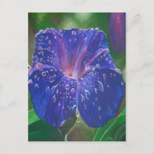 Carte Postale Morning Glory (Ipomoea Purpurea) Petals et Dew Dr.